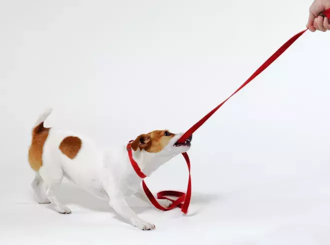 Collections & Recovery