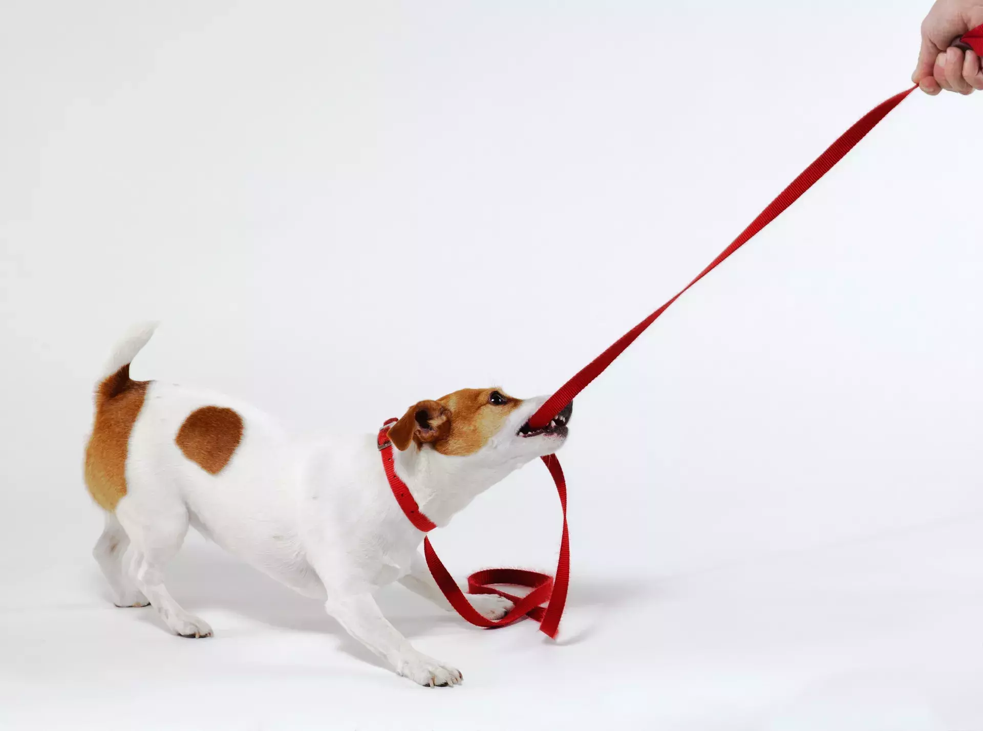 Collections & Recovery